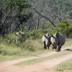 Welgevonden Game Reserve - Waterberg
