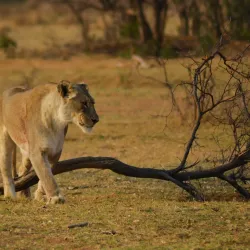 Welgevonden Game Reserve - Waterberg