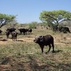 Welgevonden Game Reserve - Waterberg