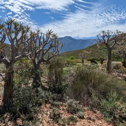 Karoo Desert National Botanical Garden - Worcester