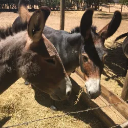 Worcester Museum - Worcester