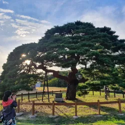 Hahoe Folk Village - Andong