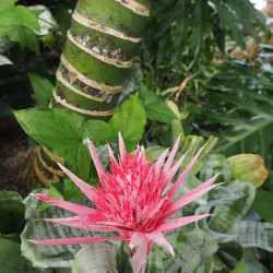 Ansan Botanical Garden - Ansan