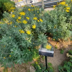 Ansan Botanical Garden - Ansan