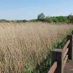 Ansan Reed Marsh Park - Ansan