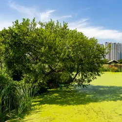 Ansan Reed Marsh Park - Ansan