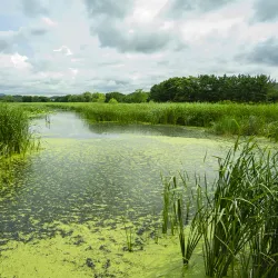 Ansan Reed Marsh Park - Ansan