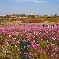 Anseong Farmland - Anseong-si