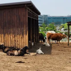 Anseong Farmland - Anseong-si