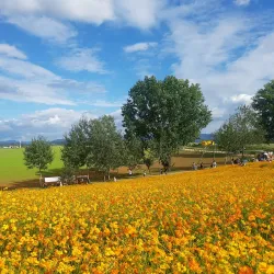 Anseong Farmland - Anseong-si