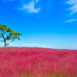 Anseong Farmland - Anseong-si