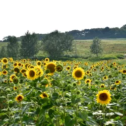 Anseong Farmland - Anseong-si