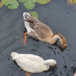 Anseong Lake Park - Anseong-si
