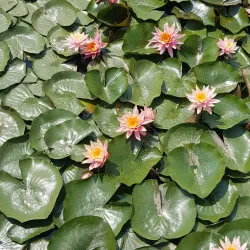 Anseong Lake Park - Anseong-si