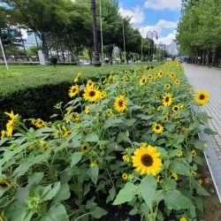 Anyang Central Park - Anyang