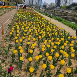 Anyangcheon Stream - Anyang