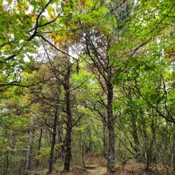 Mt. Suri (Surisan) - Anyang