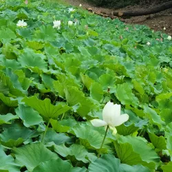 Seongjusan National Park - Boryeong