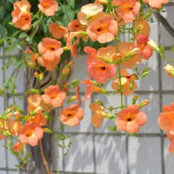 Bucheon Central Park - Bucheon