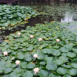 Sosa Ecological Park - Bucheon