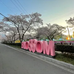 Jinhae Cherry Blossom Festival - Changwon