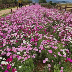 Junam Reservoir - Changwon