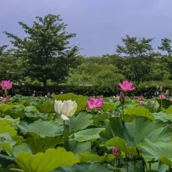 Junam Reservoir - Changwon