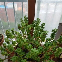 Seongsan-dong Cultural Street - Changwon