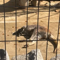 Cheongju Zoo - Cheongju