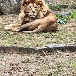 Cheongju Zoo - Cheongju