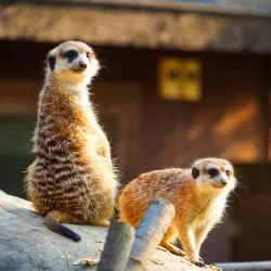 Cheongju Zoo - Cheongju