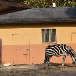 Cheongju Zoo - Cheongju