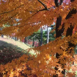 Heungdeok Temple Site - Cheongju
