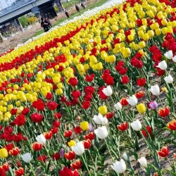 Musimcheon Stream - Cheongju