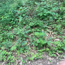 Uamsan Park - Cheongju