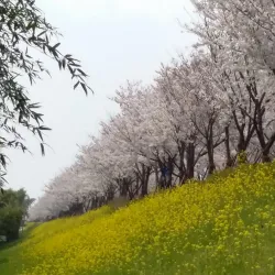 Daejeo Ecological Park - Chinhae