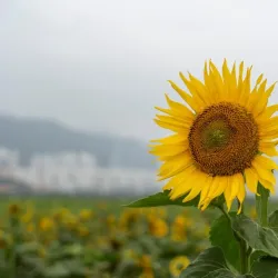 Daejeo Ecological Park - Chinhae