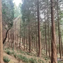 Jangboksan Sculpture Park - Chinhae