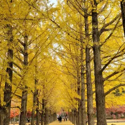 Nami Island - Chuncheon