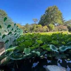 Nami Island - Chuncheon