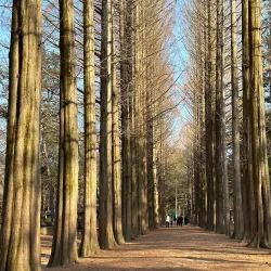 Nami Island - Chuncheon
