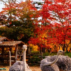 Nami Island - Chuncheon