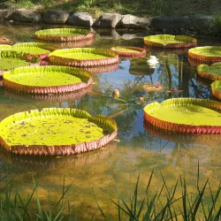 Gyeongsan Arboretum - Dae-dong Gyeongsan-si