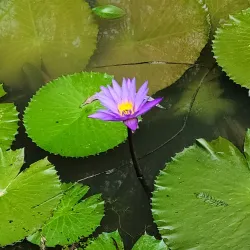 Gyeongsan Arboretum - Dae-dong Gyeongsan-si