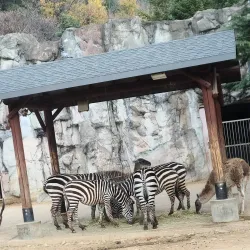 Daejeon O-World - Daejeon