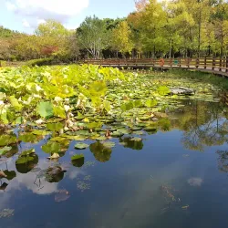 Hanbat Arboretum - Daejeon