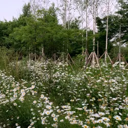 Hanbat Arboretum - Daejeon