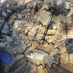 Dangjin Wetlands - Dangjin-si