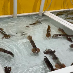 Mukho Port - Donghae