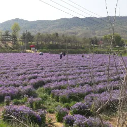 Ganghwa Dolmen Sites - Ganghwa-gun
